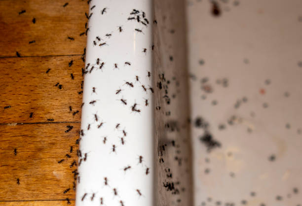 Best Mosquito Control Services  in Arlington, MN